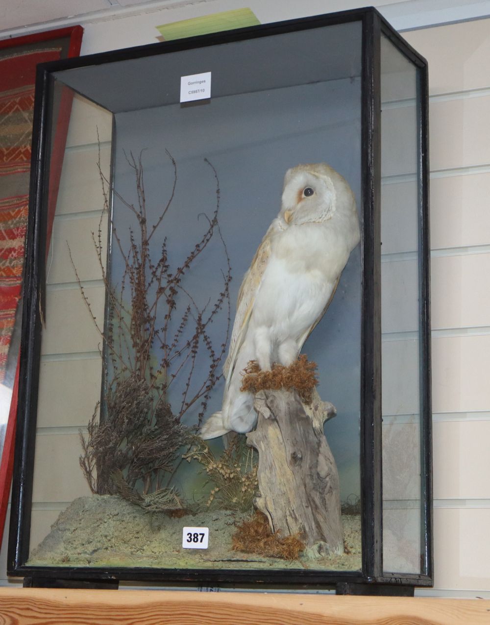 A late 19th century taxidermic Barn Owl, under glass dome, height 62cm